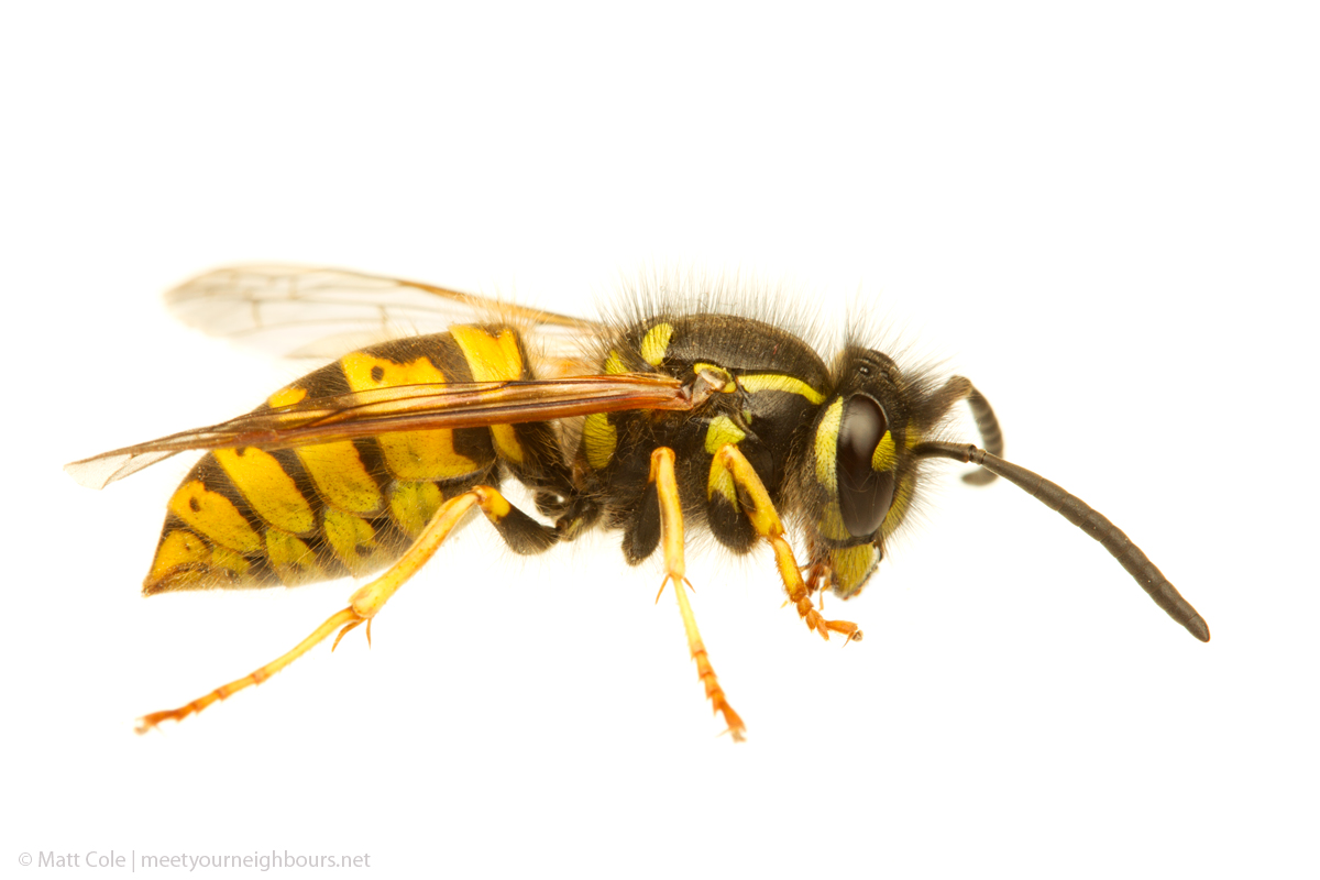 MYN Common Wasp